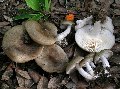 foto funghi 2 - Lyophyllum loricatum